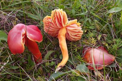 Hygrocybe punicea