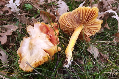 hygrocybe-punicea1