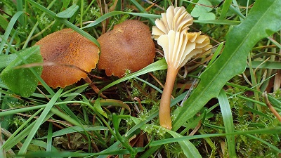 Hygrocybe turunda