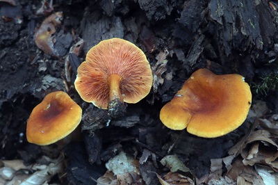 Hygrophoropsis aurantiaca