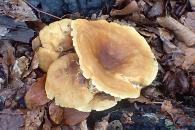 hygrophoropsis-aurantiaca1