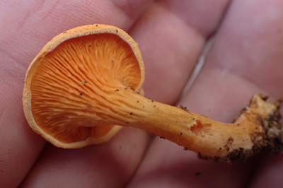 hygrophoropsis-aurantiaca3
