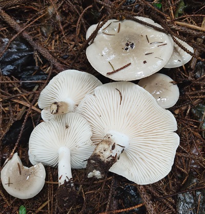 hygrophorus-agathosmus1