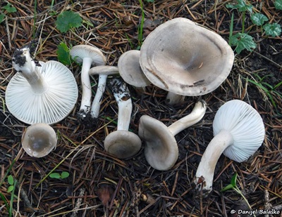 hygrophorus-agathosmus4
