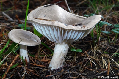hygrophorus-agathosmus5