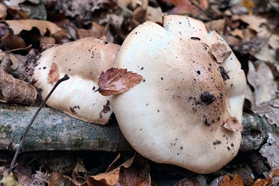 hygrophorus-arbustivus1