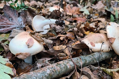 hygrophorus-arbustivus3