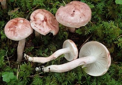 Hygrophorus erubescens