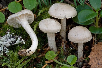 Hygrophorus exiguus