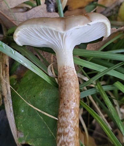 hygrophorus-glutinifer4