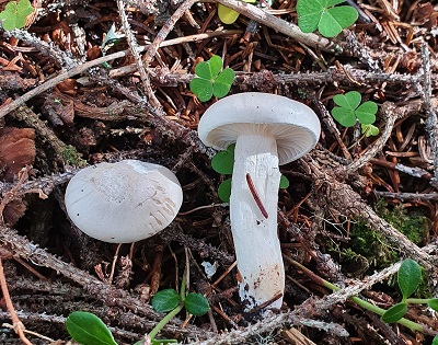 Hygrophorus hyacinthinus