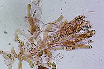 hygrophorus-hypothejus12