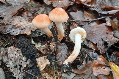 Hygrophorus lindtneri