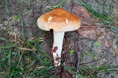 hygrophorus-lindtneri1