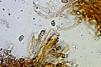 hygrophorus-lindtneri12