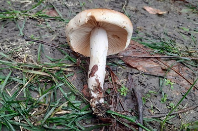 hygrophorus-lindtneri2