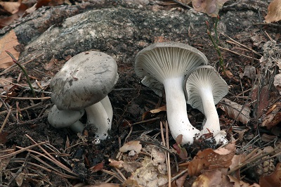 Hygrophorus marzuolus