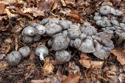 hygrophorus-marzuolus1