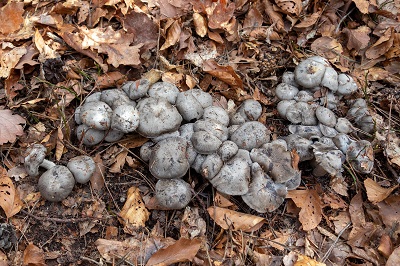 hygrophorus-marzuolus2