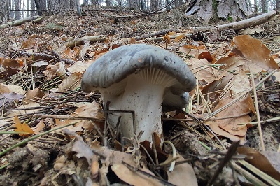 hygrophorus-marzuolus3