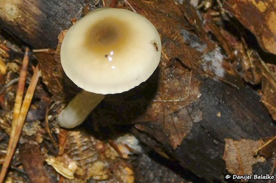 Hygrophorus mesotephrus