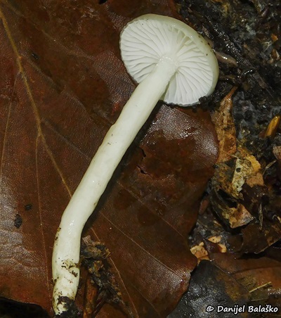 hygrophorus-mesotephrus1