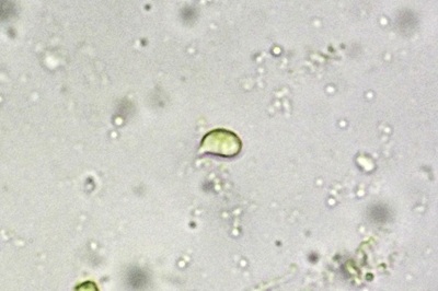 hygrophorus-nemoreus11