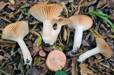hygrophorus-nemoreus2
