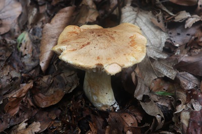 hygrophorus-nemoreus3