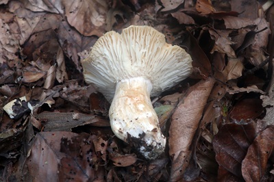 hygrophorus-nemoreus4