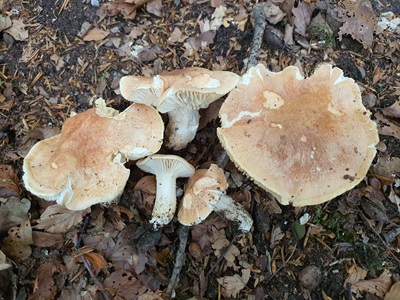 hygrophorus-nemoreus8