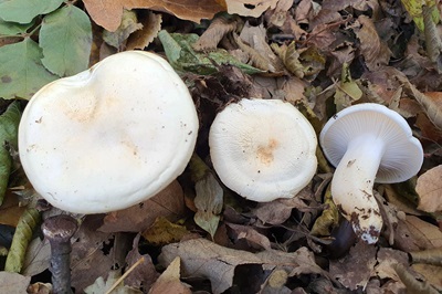 Hygrophorus penarioides