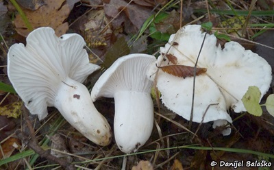 hygrophorus-penarioides1