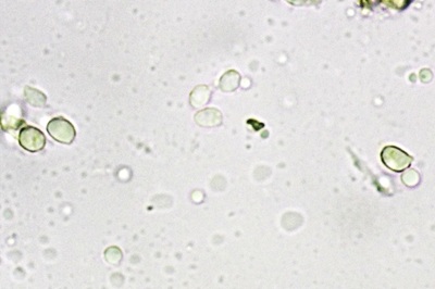 hygrophorus-penarioides11