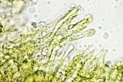 hygrophorus-penarioides12