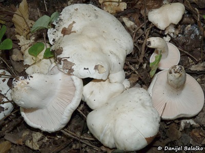hygrophorus-penarioides2