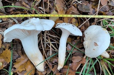 hygrophorus-penarioides3