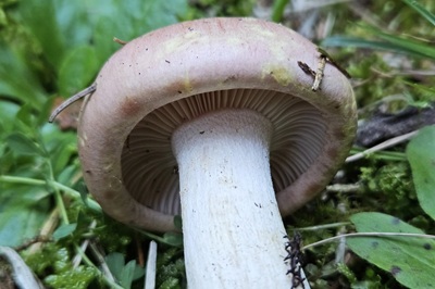 hygrophorus-persicolor2