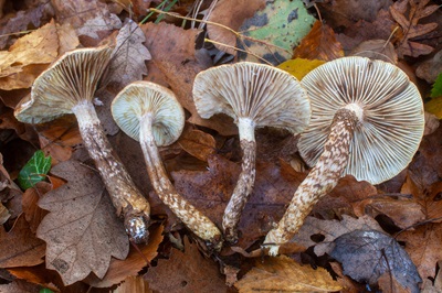 hygrophorus-persoonii1