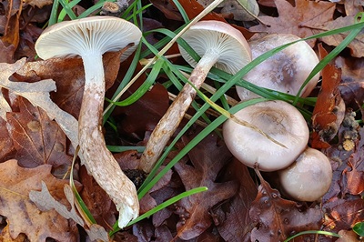hygrophorus-persoonii2