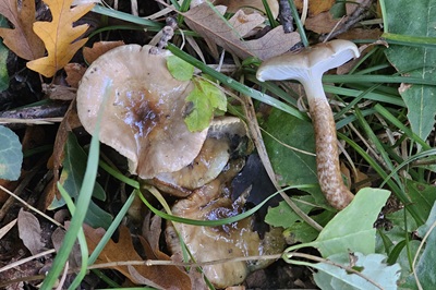 hygrophorus-persoonii3