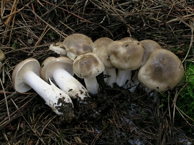 Hygrophorus pinophilus