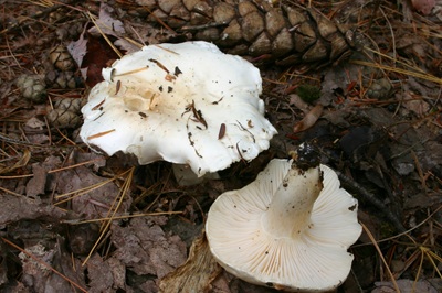 Hygrophorus ponderatus