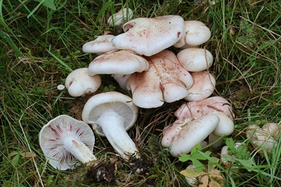 Hygrophorus purpurascens
