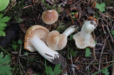 Hygrophorus secretanii