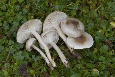 Hygrophorus suaveolens