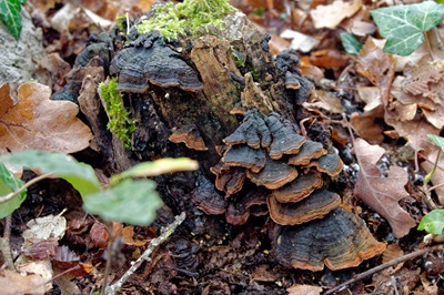 Hymenochaete rubiginosa