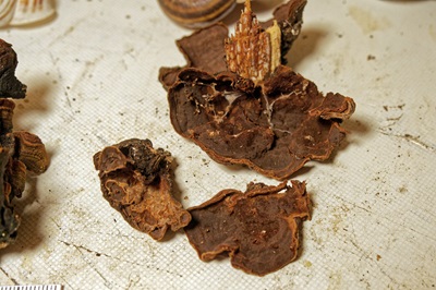 hymenochaete-rubiginosa1