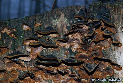 hymenochaete-rubiginosa2