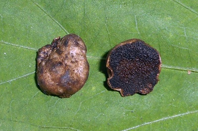 Hymenogaster olivaceus